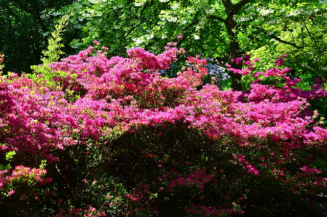 27 05 13_2960.JPG - CENTRAL GARDENS BOURNEMOUTH - MAY 2013